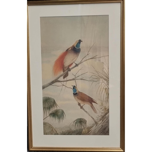 95 - Neville Henry Peniston Cayley (Australian 1853-1903), a pair of Birds of Paradise perching above for... 