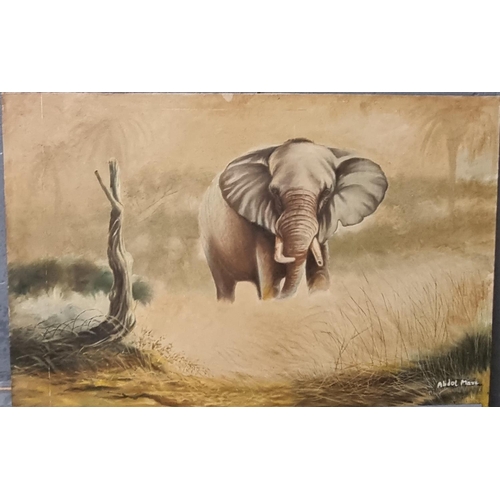 153 - Abdul Mara, study of an African elephant, signed.  Oils on board.  62x90cm approx.  Unframed.  (B.P.... 