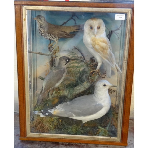 538 - Taxidermy - cased collection of British birds, to include: Thrush, Barn Owl, Green Woodpecker and Co... 