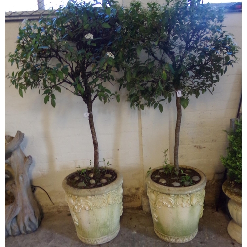 502 - A pair of composition weathered and moulded foliate relief circular planters, both with established ... 