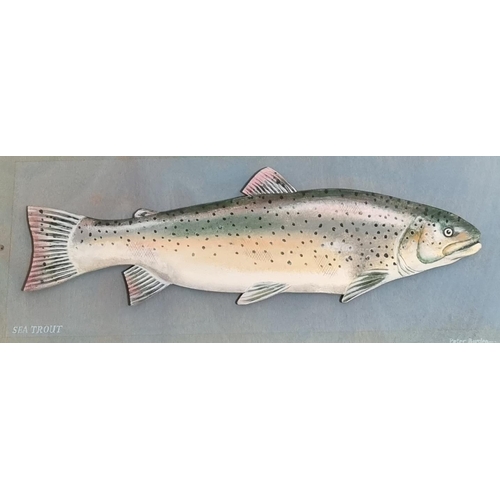 119 - Peter Burden (Contemporary, born 1948), study of a sea trout and a rainbow trout, naturalistically p... 