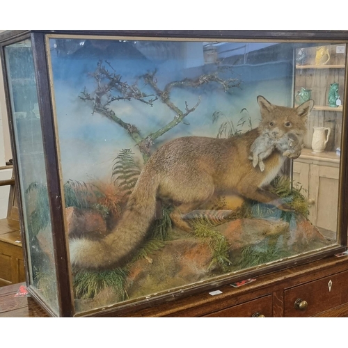 351 - Cased specimen red fox with juvenile rabbit prey set amongst foliage.  Jefferies of Carmarthen.  108... 