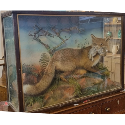 351 - Cased specimen red fox with juvenile rabbit prey set amongst foliage.  Jefferies of Carmarthen.  108... 