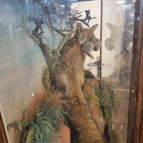 351 - Cased specimen red fox with juvenile rabbit prey set amongst foliage.  Jefferies of Carmarthen.  108... 