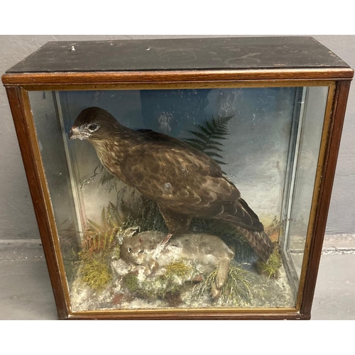 352 - Cased specimen Buzzard with rabbit prey.  Probably by Jefferies of Carmarthen.  The case H56xW55xD25... 