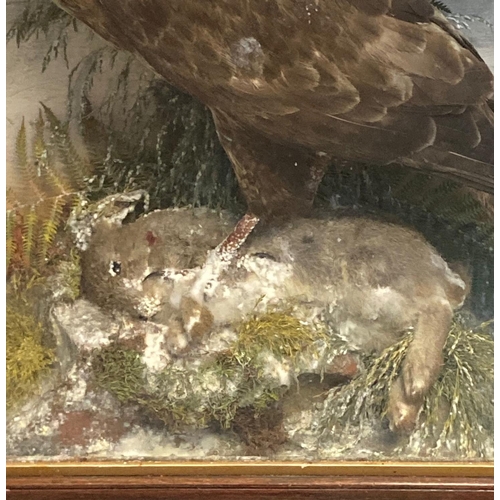 352 - Cased specimen Buzzard with rabbit prey.  Probably by Jefferies of Carmarthen.  The case H56xW55xD25... 