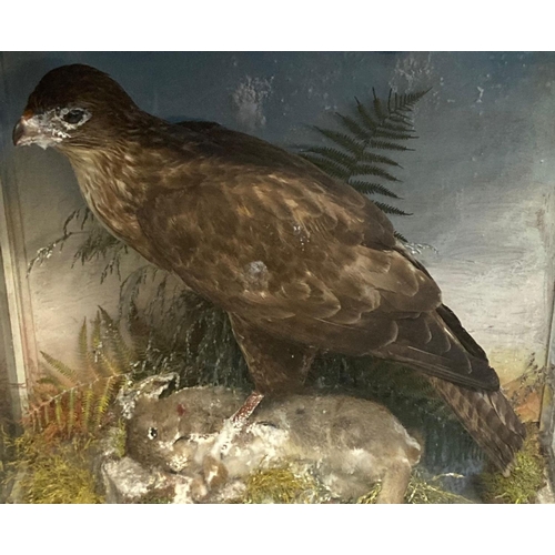 352 - Cased specimen Buzzard with rabbit prey.  Probably by Jefferies of Carmarthen.  The case H56xW55xD25... 