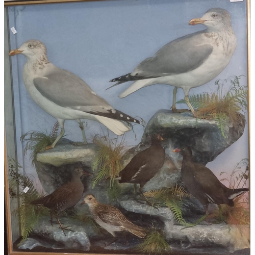 353 - Cased group of specimen sea birds and waders, to include: Herring Gulls, Moorhen, Water Rail and Plo... 