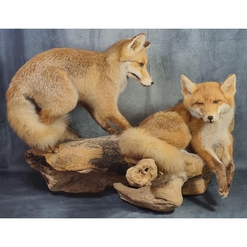 354 - Large taxidermy group of two fox cubs playing on a fallen branch.  Overall 66 high x 100 wide approx... 