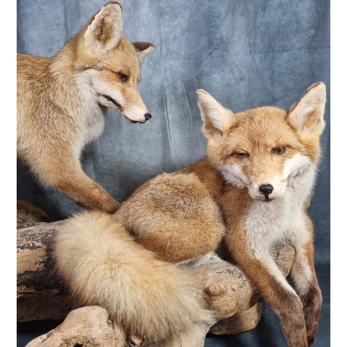 354 - Large taxidermy group of two fox cubs playing on a fallen branch.  Overall 66 high x 100 wide approx... 