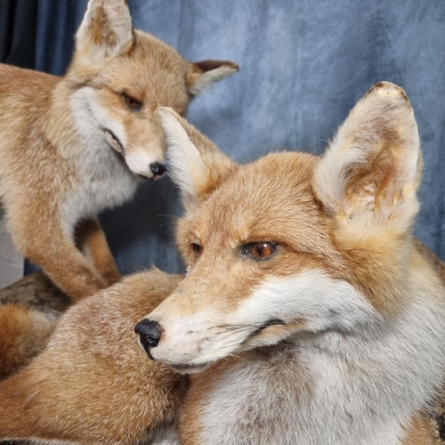 354 - Large taxidermy group of two fox cubs playing on a fallen branch.  Overall 66 high x 100 wide approx... 