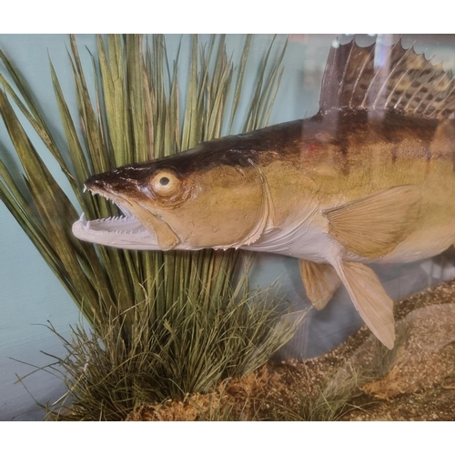 354A - Cased specimen Zander or Pike Perch, labelled 'Caught by ROB, Lower Severn, 3lb 12oz.'.  The case W7... 