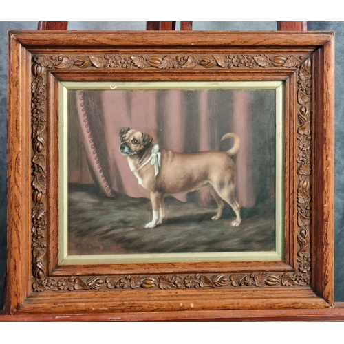 98 - British (Early 20th century), study of a pug dog with ribbon around its neck, signed.  Oils on canva... 