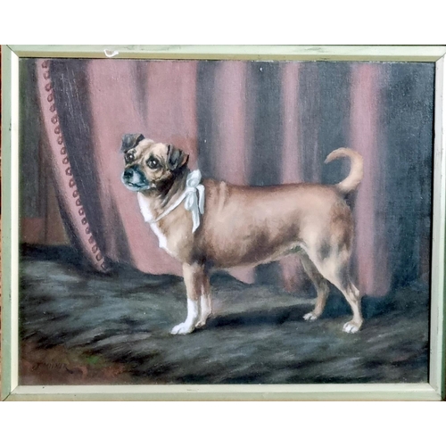 98 - British (Early 20th century), study of a pug dog with ribbon around its neck, signed.  Oils on canva... 