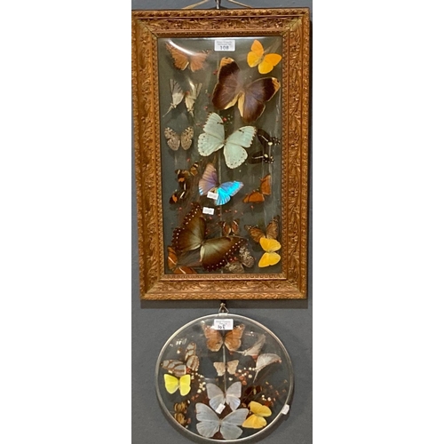 108 - Two framed and mounted groups of multi coloured butterflies, circular and rectangular.  47x24cm and ... 