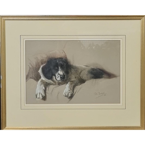 109 - Peter Biegel (British 1913-1987), Dog study, signed and dated '47.  Pastels.  27x41cm approx.  Frame... 