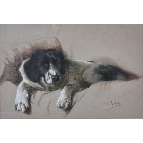 109 - Peter Biegel (British 1913-1987), Dog study, signed and dated '47.  Pastels.  27x41cm approx.  Frame... 