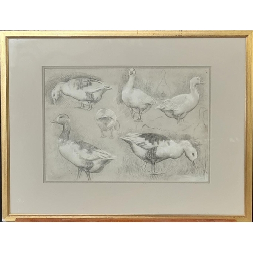 118 - Ralph Todd (British 1856-1932), 'No. 18, study of geese'.  Pencil sketch.  Fosse Gallery exhibition ... 