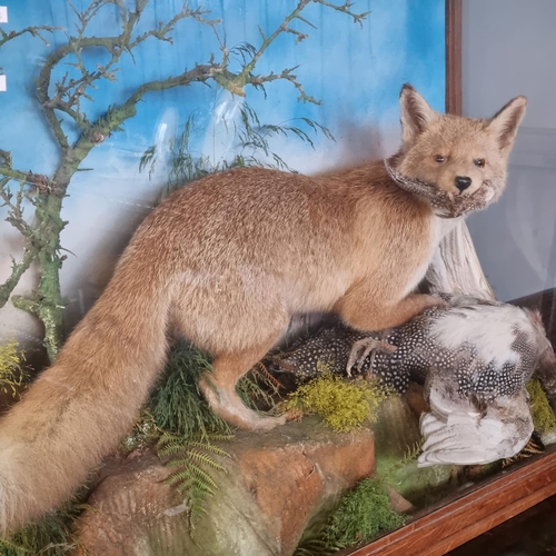 182 - Taxidermy - fully mounted Red Fox with Guinea Fowl prey on rockwork amidst foliage within oak framed... 