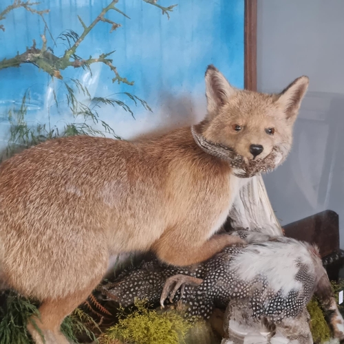 182 - Taxidermy - fully mounted Red Fox with Guinea Fowl prey on rockwork amidst foliage within oak framed... 