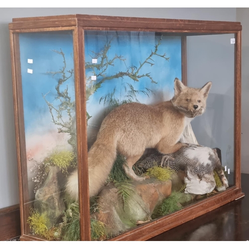 182 - Taxidermy - fully mounted Red Fox with Guinea Fowl prey on rockwork amidst foliage within oak framed... 