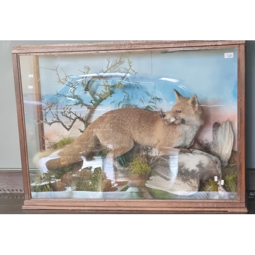 182 - Taxidermy - fully mounted Red Fox with Guinea Fowl prey on rockwork amidst foliage within oak framed... 