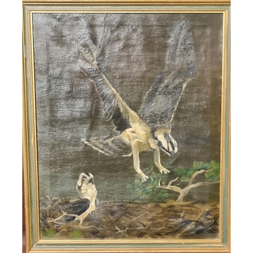 84 - British School (20th century), study of an Osprey at her nest.  Oils on canvas.  49x40cm approx.  Fr... 