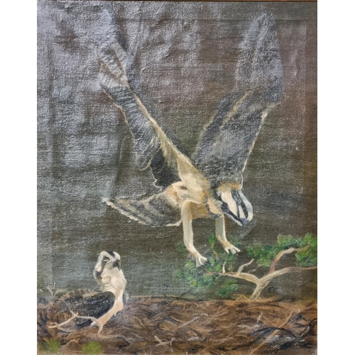 84 - British School (20th century), study of an Osprey at her nest.  Oils on canvas.  49x40cm approx.  Fr... 