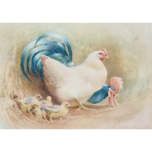 90 - British School (20th century), study of a cock and hen chicken with chicks, watercolours.  25x35cm a... 