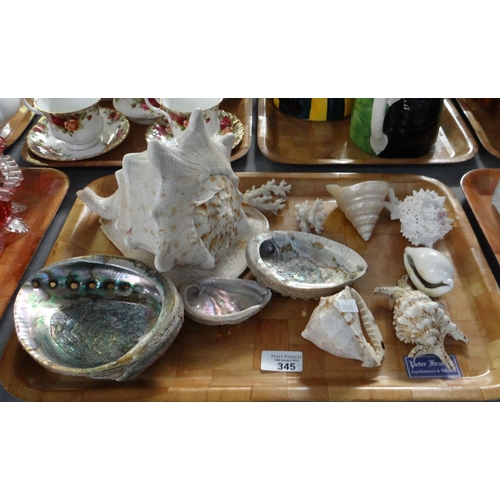 345 - Tray of seashells and other marine items to include: mother of pearl, conch shells, pearl conch, cow... 