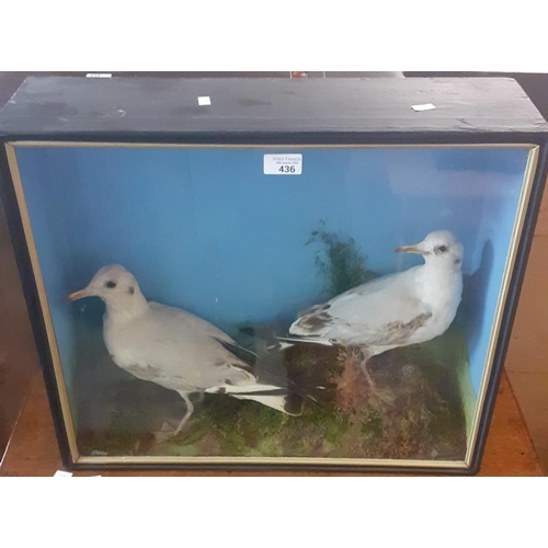 436 - Taxidermy - Cased specimen pair of immature gulls on foliage.  Possibly Hutchins of Aberystwyth.  56... 