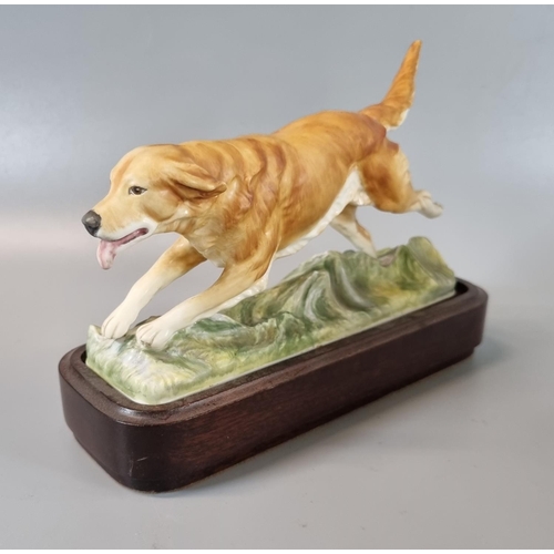 99 - Royal Worcester fine bone china Golden Retriever, one of a series of sporting dogs modelled by Doris... 