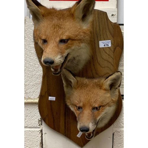 476 - Taxidermy - double fox mask heads on shield shaped plaque.  (B.P. 21% + VAT)