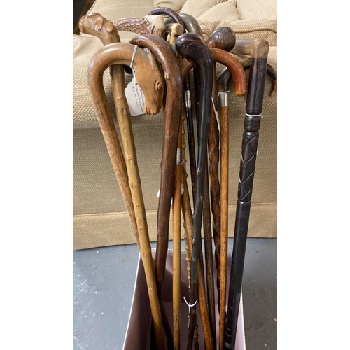 483 - Collection of vintage walking stick and canes: horn handles, chestnut wood with root ball knop handl... 