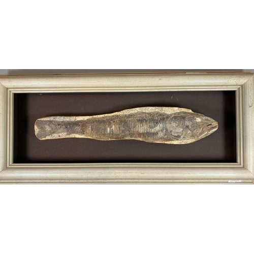 46 - Framed study of a fossilized fish, the reverse with presentation plaque 'In recognition of 29 years ... 