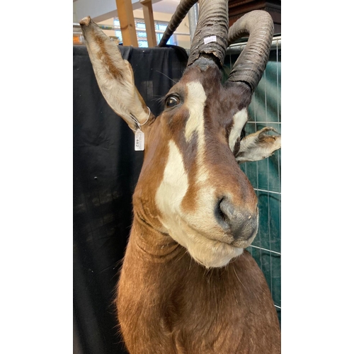 482 - Taxidermy - Sable African Antelope head.   (B.P. 21% + VAT)