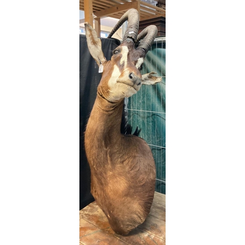 482 - Taxidermy - Sable African Antelope head.   (B.P. 21% + VAT)