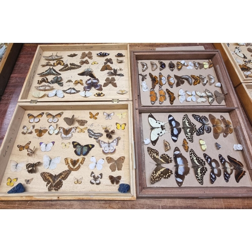 Collection of scientific butterflies, moths, beetles and other insects ...