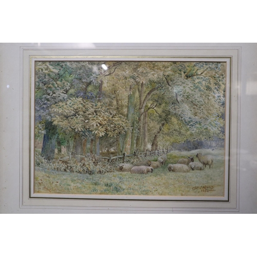 264 - Charles James Adams (British 1859-1931), Birches in woodland, two similar, and sheep in a meadow. Si... 