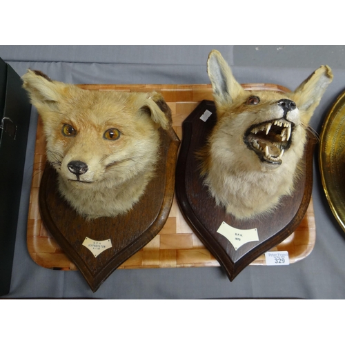 329 - Taxidermy - two wooden shield mounted fox heads.
(B.P. 21% + VAT)