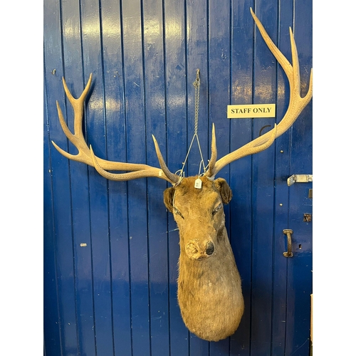 515 - Large mounted red deer stags head with eleven point antlers.   (B.P. 21% + VAT)