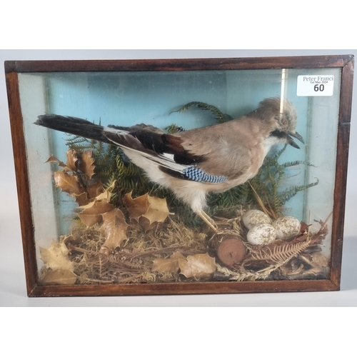 60 - Taxidermy - cased specimen Jay standing amongst foliage with a nest of three eggs.  36x26cm approx. ... 