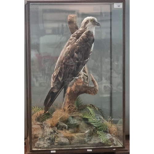 63 - Taxidermy - cased specimen Osprey perched on a tree stump above a simulated rocky outcrop with ferns... 