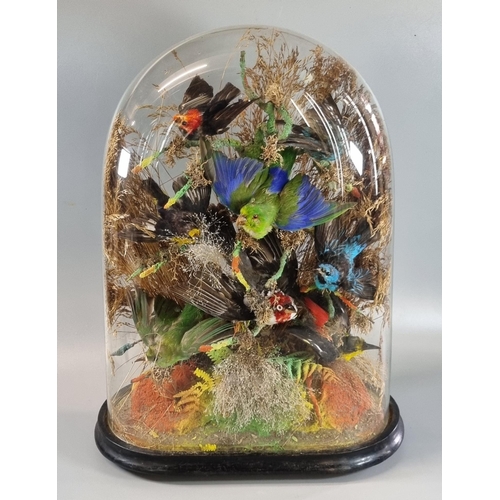 61 - Taxidermy - display of exotic birds amongst foliage and naturalistic base, in glass dome on ebonised... 