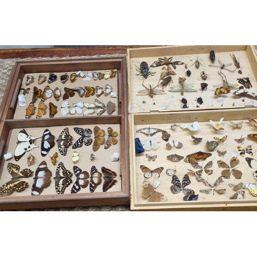 77 - Collection of scientific butterflies, moths, beetles and other insects in four folding wooden cases.... 