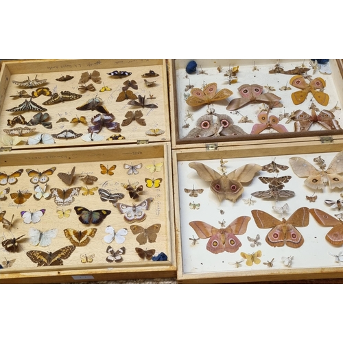 77 - Collection of scientific butterflies, moths, beetles and other insects in four folding wooden cases.... 