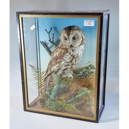 76 - Taxidermy - cased specimen Tawny Owl on branch amongst ferns, foliage and simulated rockwork. Probab... 