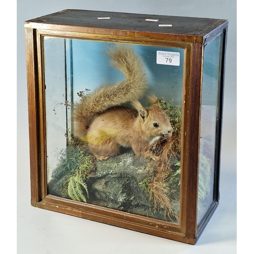 79 - Taxidermy - cased specimen Red Squirrel with nut standing on rockwork amongst ferns and foliage.  32... 