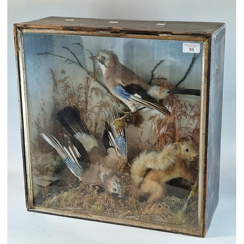 95 - Taxidermy - cased specimens of two Jays and a Red Squirrel, all amongst branches and foliage.  49x21... 