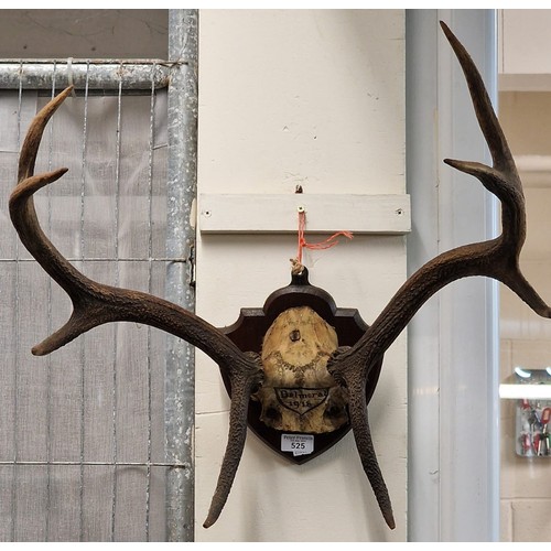 525 - Pair of deer horns and skull on oak shield shaped plaque marked 'Balmoral 1918' (B.P. 21% + VAT)